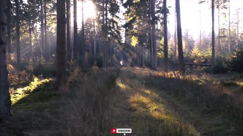 Relaxing forest video
