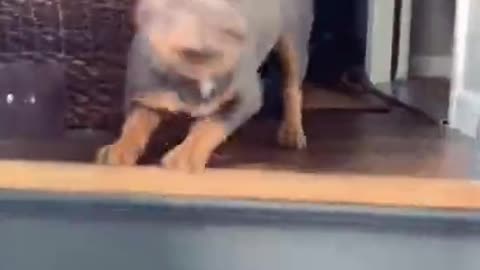 Dog ECSTATIC to See Owner