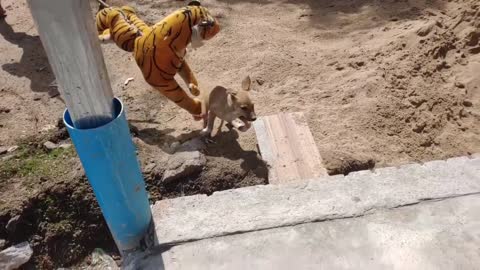 Fake Tiger Prank Dog Run Funny Action