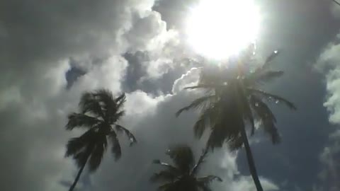 Um grande sol de verão, brilha intensamente em 3 altos coqueiros [Nature & Animals]