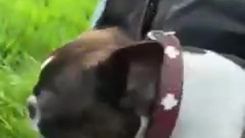 BEST FUNNY ANIMALS VIDEO TRAINDING