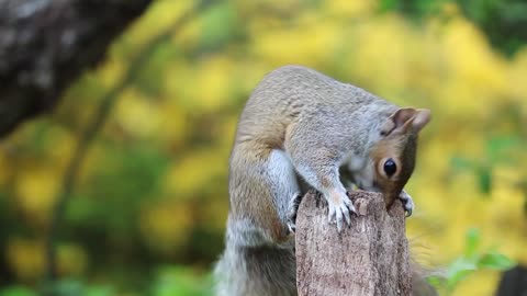 Squirrel climb on wood