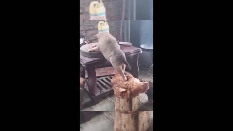 Funny Animal-1