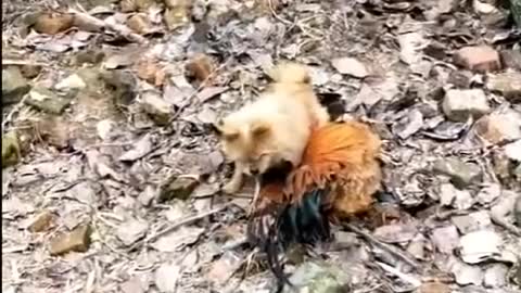 Chicken Vs Dogs Fight - Funny video