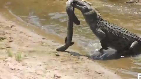 Crocodile Snaps Fresh Water Eel!