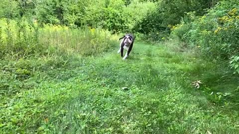 Funny Bull dog running in slow motion❤️😍