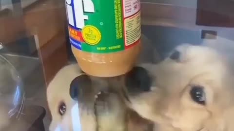 Peanut table #peanutbutter #goldenretriever #dog #shorts #trending #viral #trend #tiktok