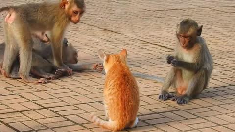 Real dog vs monkey fight| funny videos