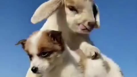 Funny Baby animals 😀