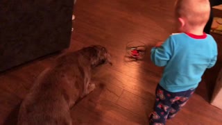 Dog Goes INSANE Over Little Boys New Christmas Present