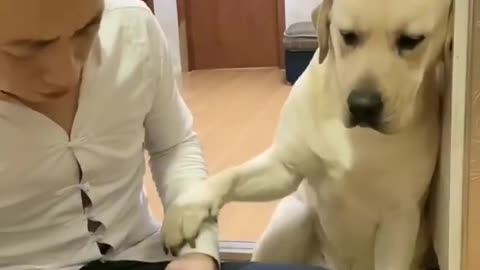Stomach ACHE FUNNY DOG VIDEO