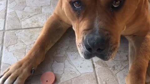 #dogsoftiktok #dog #chien #dogfood #pitbullkrallığı #challenges #pourtoi #dressage