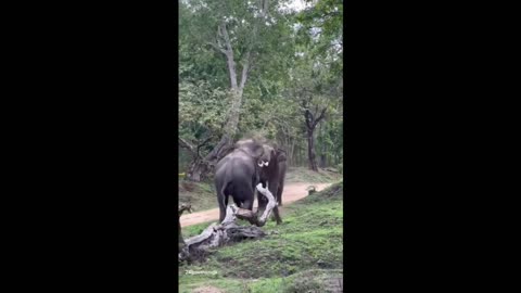 elephant's fight in forest