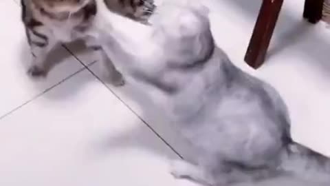the two funny cat is boxing