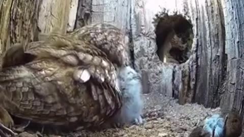 Moments with Cute Baby Owlets