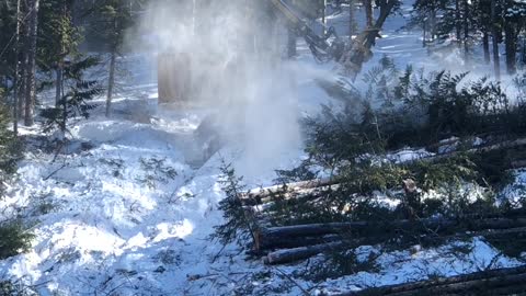 Buncher Machine Lays Down Tree After Tree