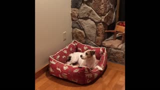 Jack Russell gets super excited for champagne pop