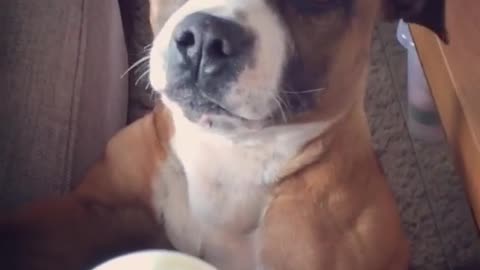Brown bull terrier dog stands on hind legs and whines for eggs