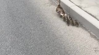 Ducks Cause Some Chaos on Russian Road
