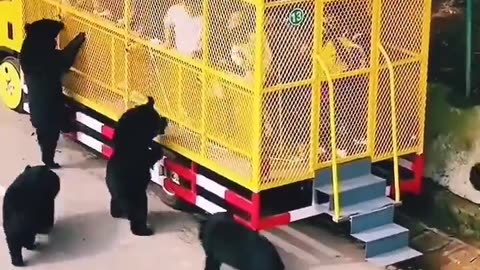 Many Bears Surround a Tour Bus