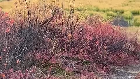 Moose Hunting in Alaska