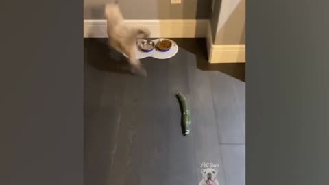 Cucumber gets the life out of cats 🤣🥒🥒