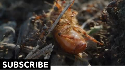Close up shot of ants attacking a chafer
