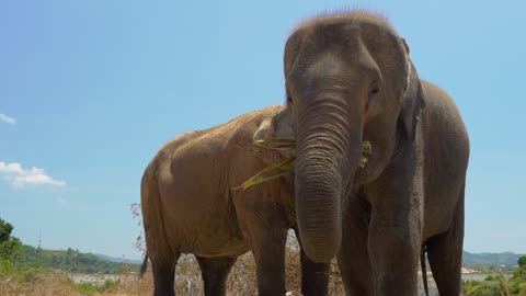 Elephants