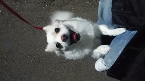 A puppy whining for a walk and a hug.