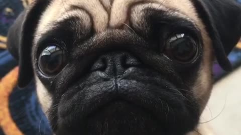 Pug puppy adorably begs for food