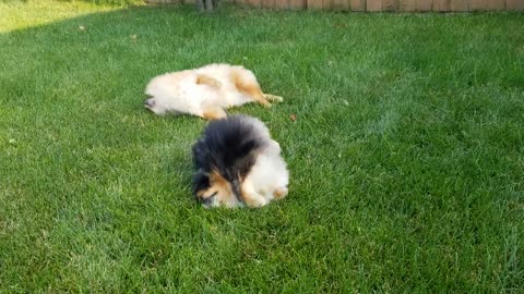 Pomeranians adorably roll around in the grass