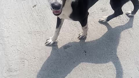 Rishikesh dogs - Teddy and Oreo