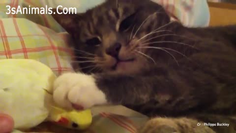 Funny parrots Annoying compilation of cats 😿