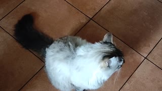 Hungry cat asks for food in the morning))