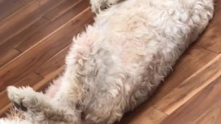 Fluffy tan dog lies on back on wooden floor