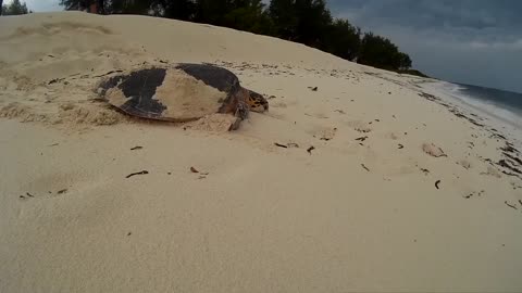 Female Hawksbill Turtle going back to the sea after laying eggs on Bird Island, Seychelles.