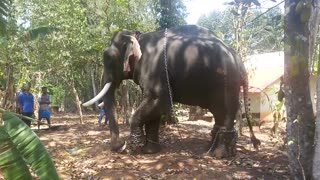 Thrikkadavoor SIVARAJU ELEPHANT NEAR PARIPPALLY *