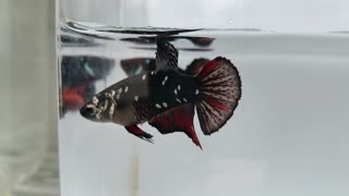 Female betta fish avatar copper