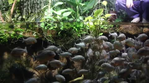 Piranhas Feeding