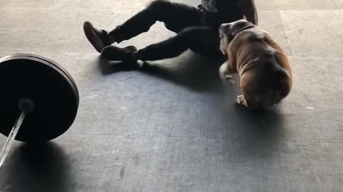 Bulldog cuddles with owner at the gym