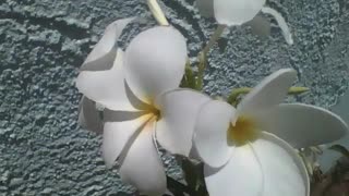 Beautiful white and yellow plumeria flowers are seen on the street [Nature & Animals]