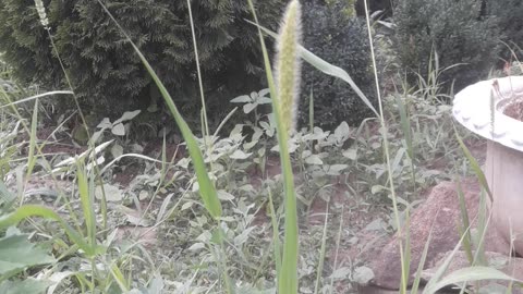 Green spikelets