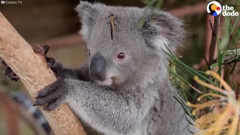Koala Makes Friends With A Butterfly