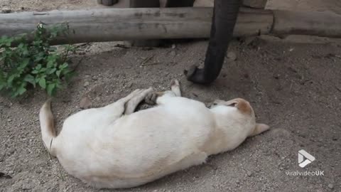 Baby Elephant Wakes dog up