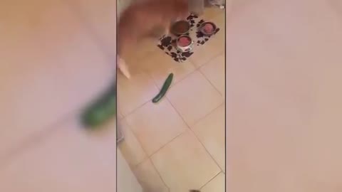 Funny cats scared of cucumbers - Cats vs Cucumber