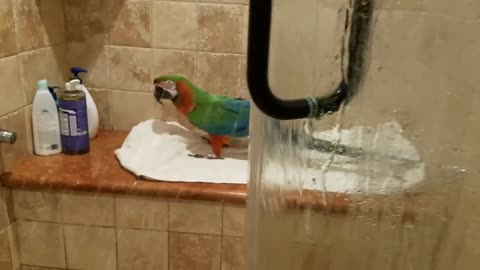 Parrot loves to sing in the shower