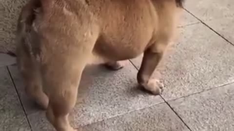 Lion turns into Dog 😂