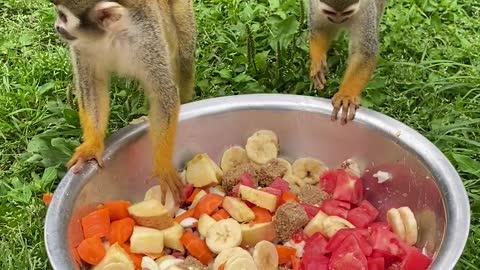 Lunch for the monkey