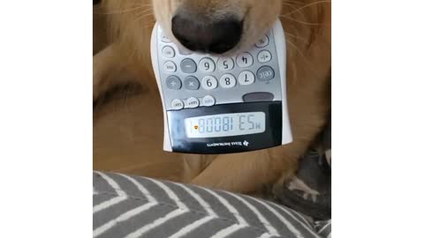 Golden retriever helping dad with work!