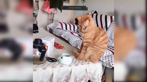 Cute, Cats, and, funny video, Smart Animal.